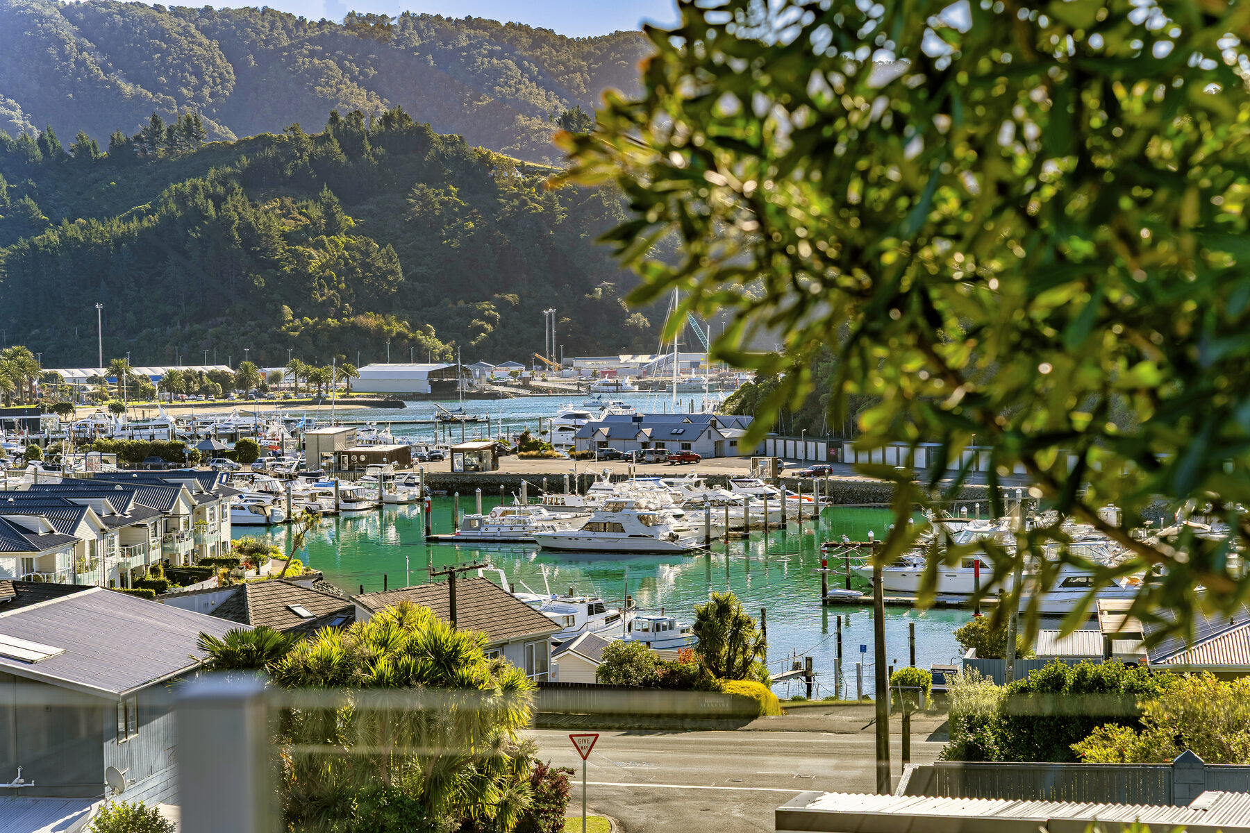 Picton marina view through native foliage